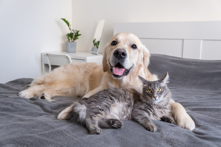 A dog and cat lying on the bed and smiling for the camera