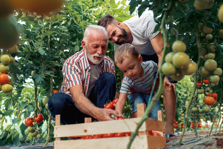 Grandfather, Dad, and Son picking tomatoes