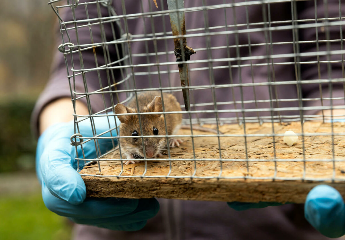 Mouse caught in a cage trap, which is being carried by a pest control professional.